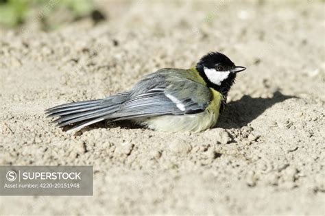 tits sunbathing